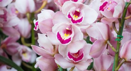 Abono casero: 1 ingrediente de cocina que usan los jardineros profesionales para que las orquídeas exploten de flores