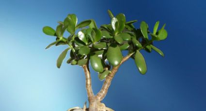 Abono SIN QUÍMICOS: 1 ingrediente de cocina para que tu árbol de jade crezca rápido y con las hojas MÁS verdes