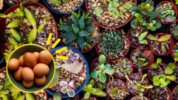 ¿Cómo usar las cáscaras de huevo para que tus plantas florezcan en 20 días?