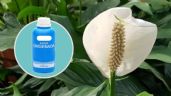 Cuna de Moisés: 3 formas de usar agua oxigenada para resucitar, hacer crecer y florecer Spathiphyllum