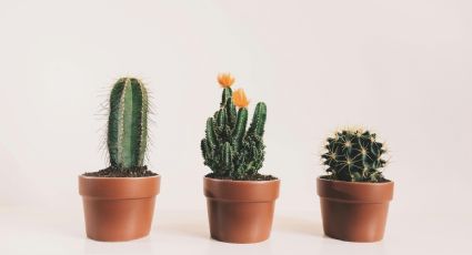 7 cactus de la suerte que puedes tener dentro de tu casa para alejar la envidia