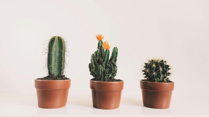 7 cactus de la suerte que puedes tener dentro de tu casa para alejar la envidia