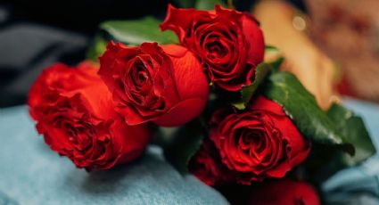 Día de las Madres: 5 flores rojas para regalar que simbolizan amor y admiración