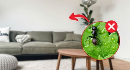 3 repelentes caseros para eliminar a las hormigas de tu casa
