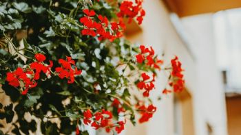 5 plantas de sol para decorar tu terraza en verano