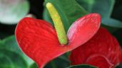 Foto ilustrativa de la nota titulada Anturios: 3 formas de usar azúcar morena para lograr raíces fuertes, hojas verdes y flores más rojas