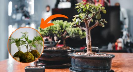 Cómo hacer un kokedama de árbol de la abundancia para atraer dinero