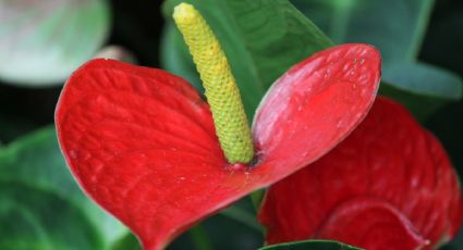Anturios: 3 formas de usar azúcar morena para lograr raíces fuertes, hojas verdes y flores más rojas