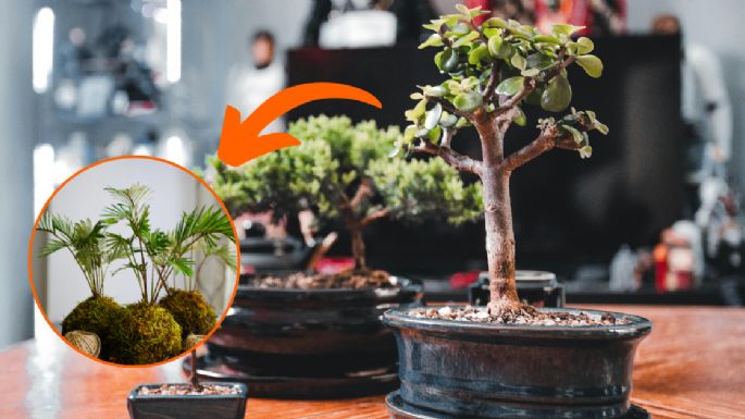 Cómo hacer un kokedama de árbol de la abundancia para atraer dinero