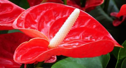 Anturios: 3 formas de usar CERVEZA para que tu planta se llene de flores rojas enormes y hojas brillantes