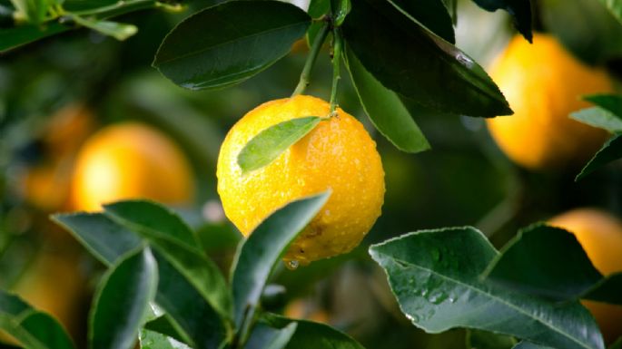 ¿Cómo revivir un limonero en maceta con hojas arrugadas usando 1 aceite esencial?
