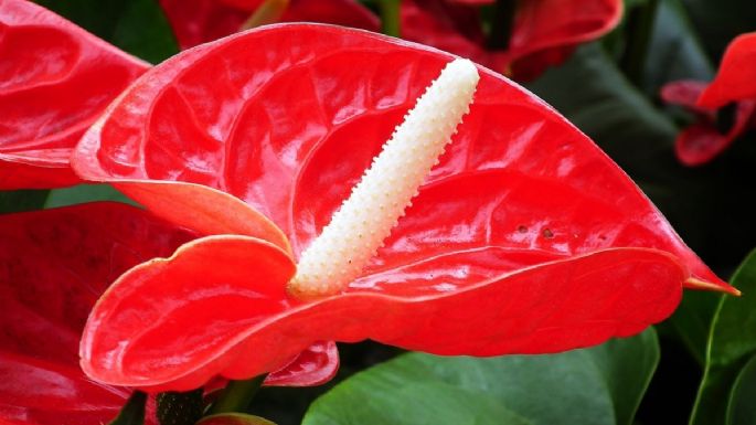 Anturios: 3 formas de usar CERVEZA para que tu planta se llene de flores rojas enormes y hojas brillantes