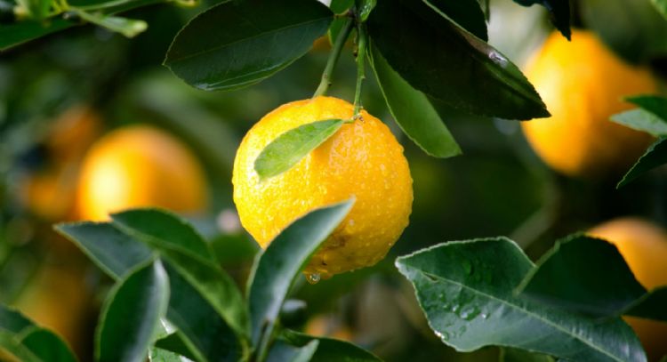 ¿Cómo revivir un limonero en maceta con hojas arrugadas usando 1 aceite esencial?