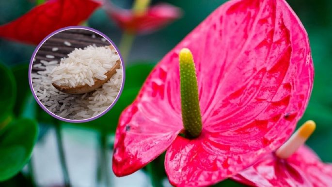 ¿Cómo usar arroz como abono para plantas?