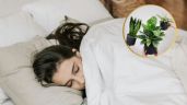 Foto ilustrativa de la nota titulada 5 plantas que te ayudarán a conciliar el sueño