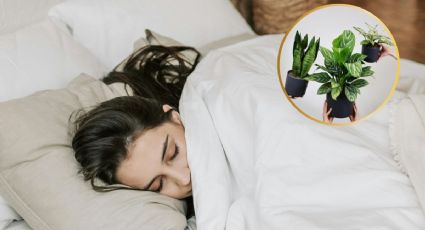 5 plantas que te ayudarán a conciliar el sueño