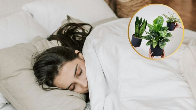 5 plantas que te ayudarán a conciliar el sueño