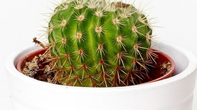 3 tipos de cactus que son ideales para interiores y que florecen todo el año
