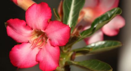 ¿Cómo cuidar la planta rosa del desierto?