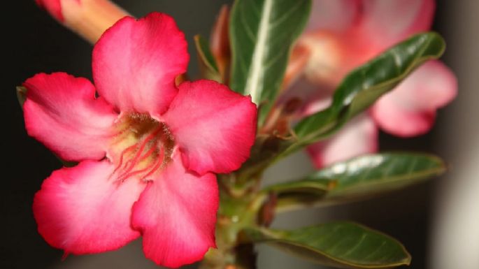 ¿Cómo cuidar la planta rosa del desierto?