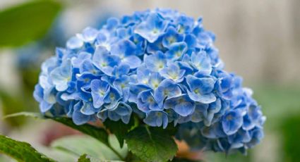 Cambia el color de las hortensias para que tengan flores azules con un ingrediente de cocina