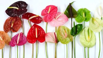 Anturios: 3 pasos FÁCILES para cambiar el color de las flores de tu planta