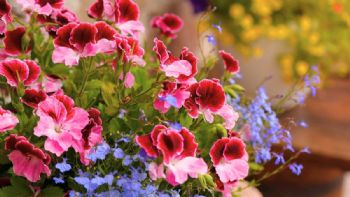 El secreto para que las plantas exploten de flores SIN usar fertilizantes químicos