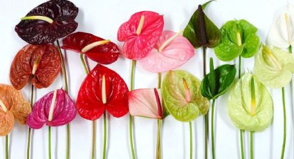 Anturios: 3 pasos FÁCILES para cambiar el color de las flores de tu planta