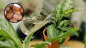 Foto ilustrativa de la nota titulada Haz calcio soluble para abonar tus plantas con cáscaras de huevo