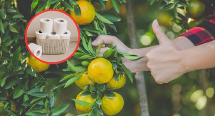 Árboles frutales: Recicla los rollos de papel de baño para hacer fertilizante casero