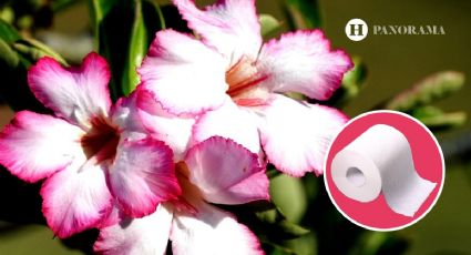 Rosa del desierto: Usa 1 rollo de papel higiénico para enraizar y hacer crecer tu planta en verano