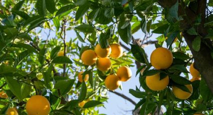 4 fertilizantes para árboles frutales que puedes hacer con ingredientes de cocina