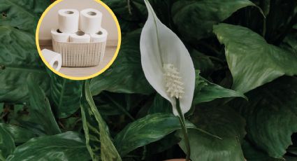DIY: Haz crecer tu Cuna de Moisés con este truco de jardinería con rollos de papel