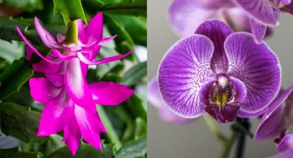 5 plantas de interior exóticas que florecen más con el calor