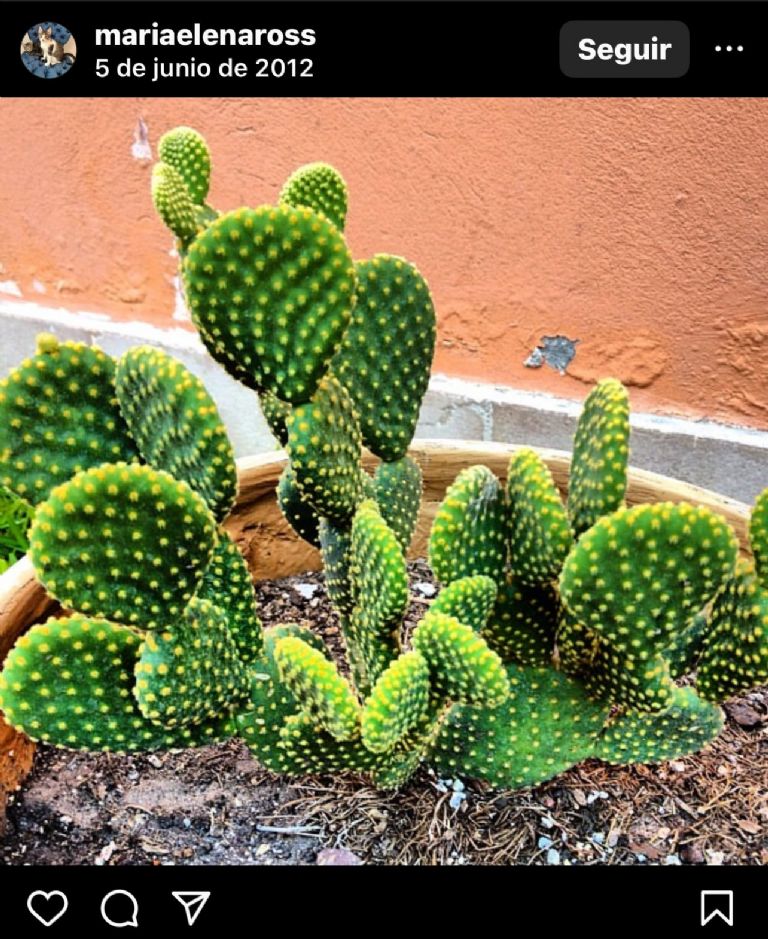 cactus de la suerte