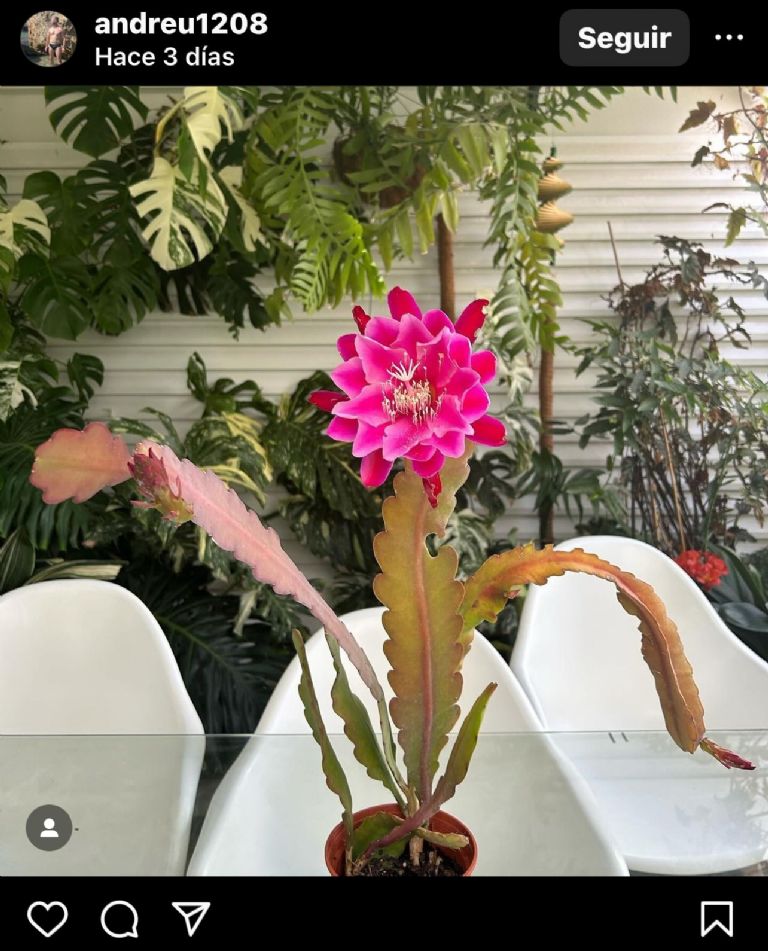 cactus orquidea