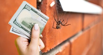 El significado espiritual de las arañas y su relación con el dinero