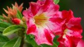 Foto ilustrativa de la nota titulada Rosa del desierto: El mejor sustrato de 3 ingredientes para hacer florecer a la Adenium Obesum
