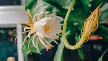 Cactus orquídea: ¿Cómo cuidar el Epiphyllum para que florezca?