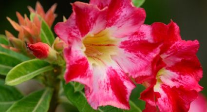 Rosa del desierto: El mejor sustrato de 3 ingredientes para hacer florecer a la Adenium Obesum