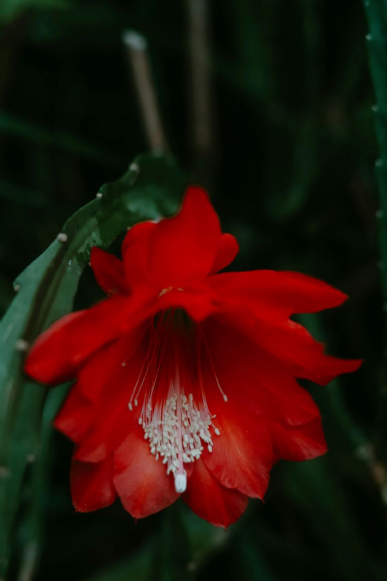 cactus orquídea