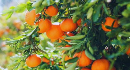 ¿Cómo hacer abono para árboles frutales con ingredientes de cocina?