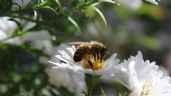 Foto ilustrativa de la nota titulada 3 plantas con flores que debes tener en tu jardín para ayudar a las abejas en primavera