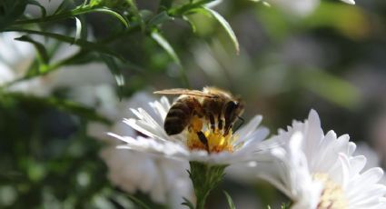 3 plantas con flores que debes tener en tu jardín para ayudar a las abejas en primavera