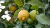 Árboles frutales: ¿Cómo reproducir un limonero en maceta con solo una rama?