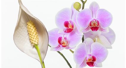 Así puedes usar SOPA para hacer florecer Anturios, Orquídeas y Cuna de Moisés
