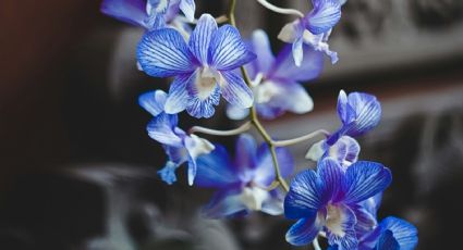 ¿Cómo cambiar el color de las orquídeas para que tengan flores azules?