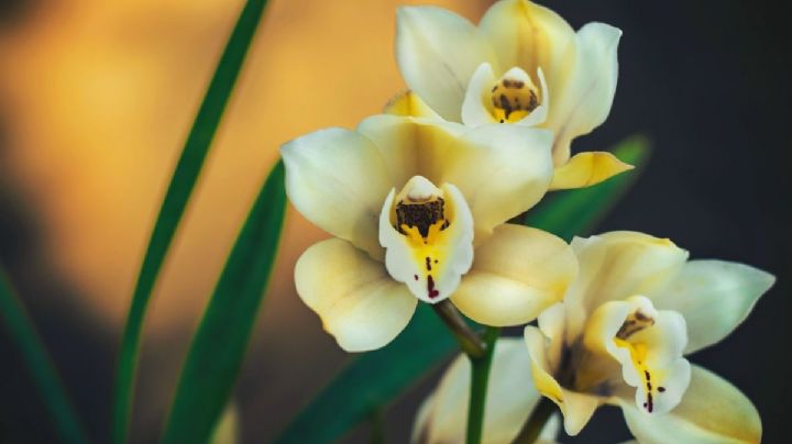 Cómo usar las orquídeas para atraer dinero y abundancia, según el Feng Shui
