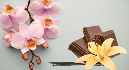 Aromatiza tu casa con esta orquídea que huele a chocolate y vainilla