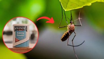 Ahuyenta los mosquitos y evita que te piquen con bicarbonato de sodio